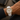 Seiko Mod Gold Diamond Bezel Daytona worn on the wrist